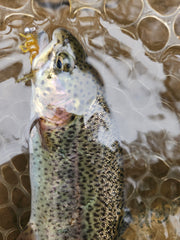rainbow trout caught on plastic stonefly