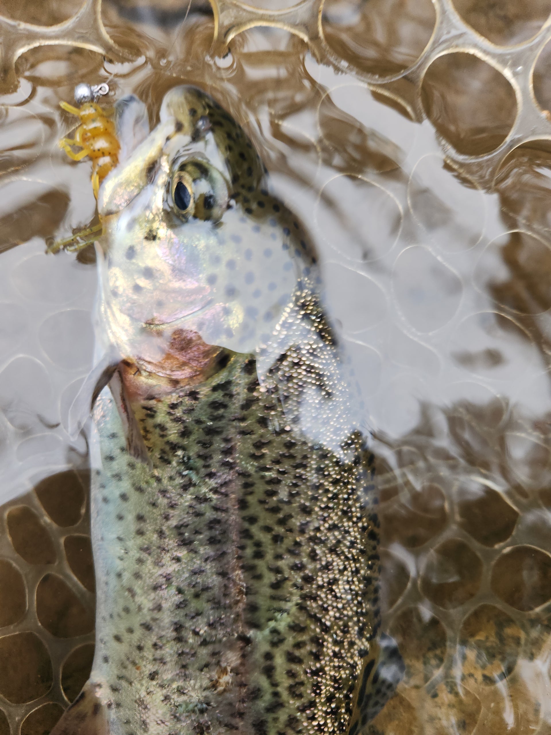 rainbow trout caught on plastic stonefly