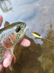 rainbow trout caught on yellow forest m2 spoon