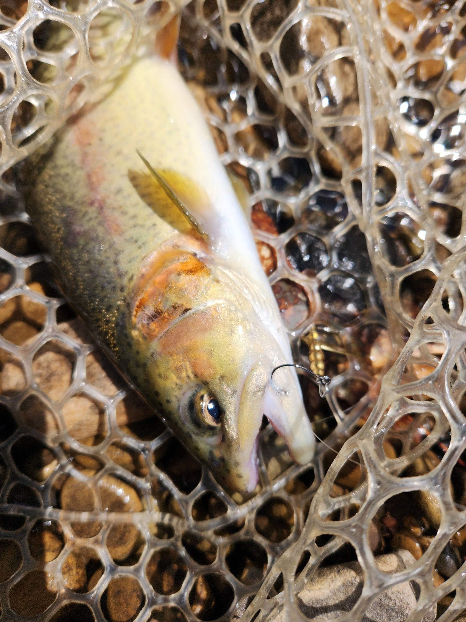 rainbow trout caught with single hook spinner
