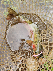 Rainbow trout caught on pink worm