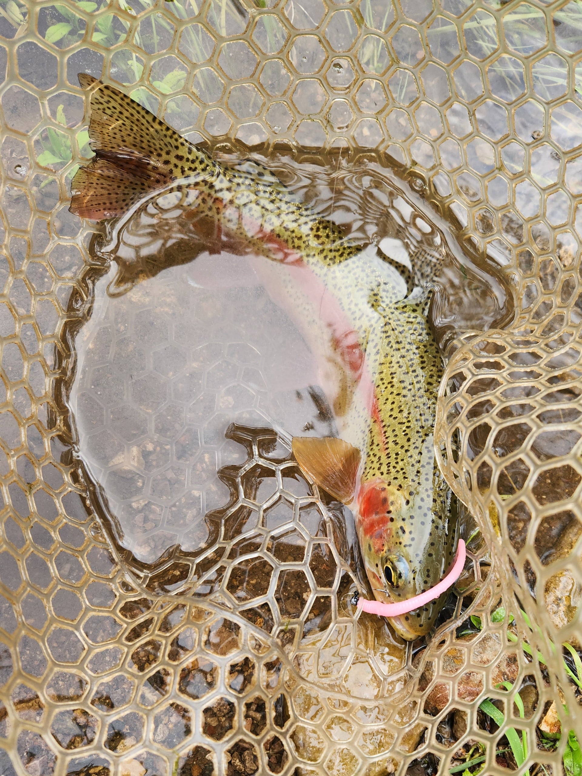Rainbow trout caught on pink worm