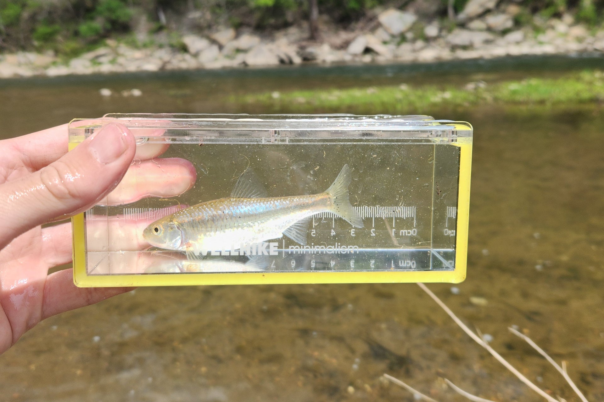 hand holding a micro fishing viewing box with a shiner fish inside