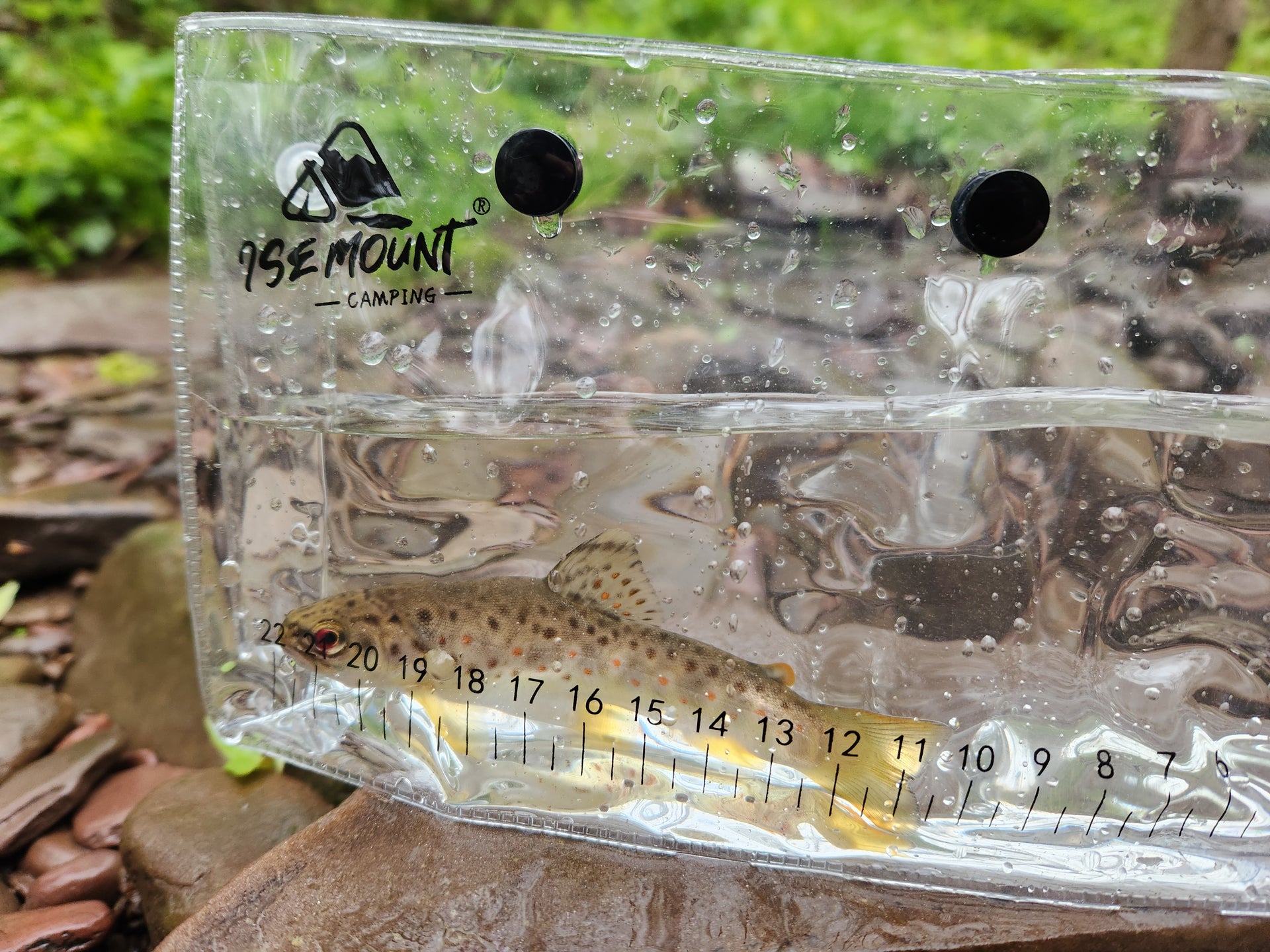 small brown trout in measurement container