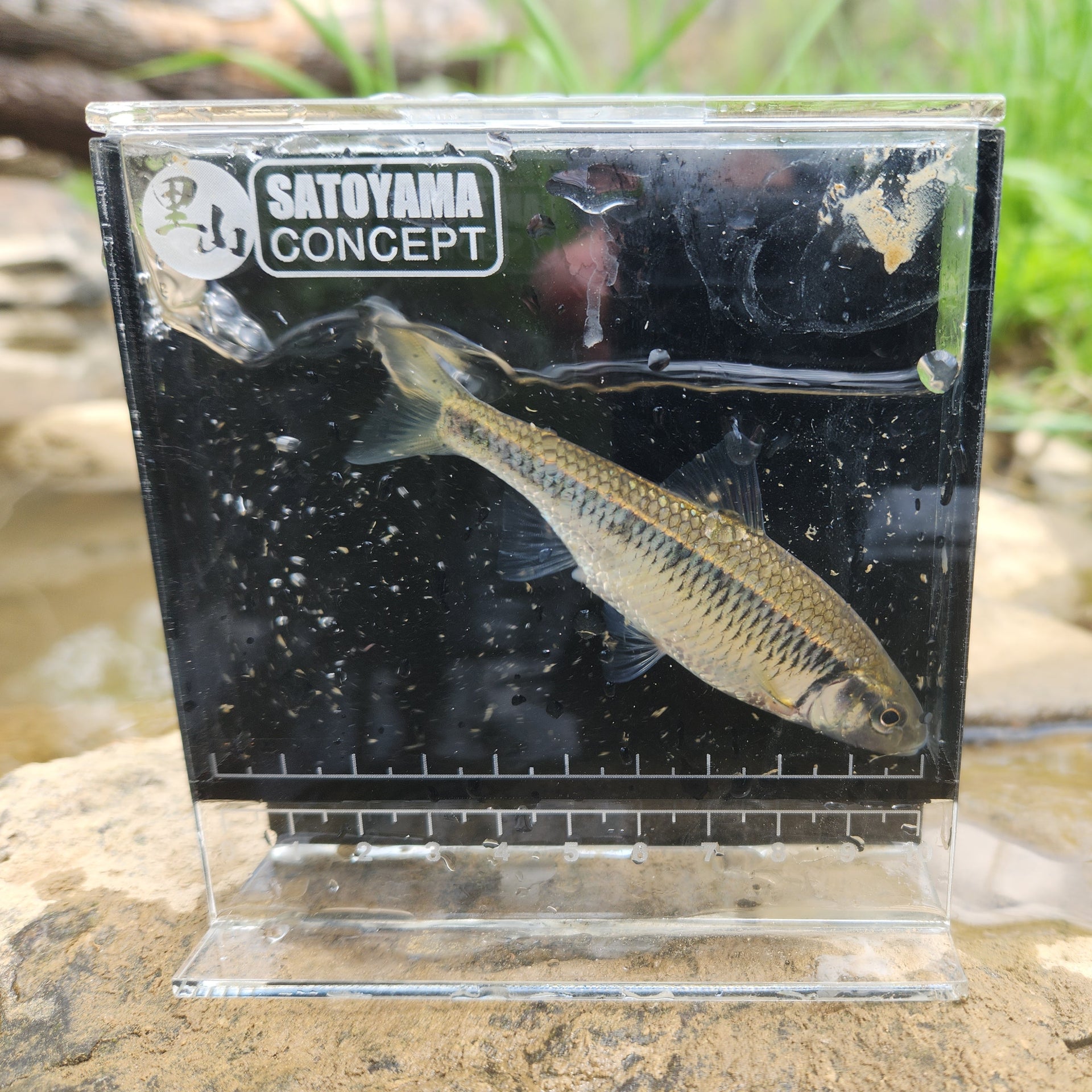 Small fish in a clear container labeled 'Satoyama Concept' on a natural background