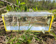 striped shiner in a micro fishing viewing box