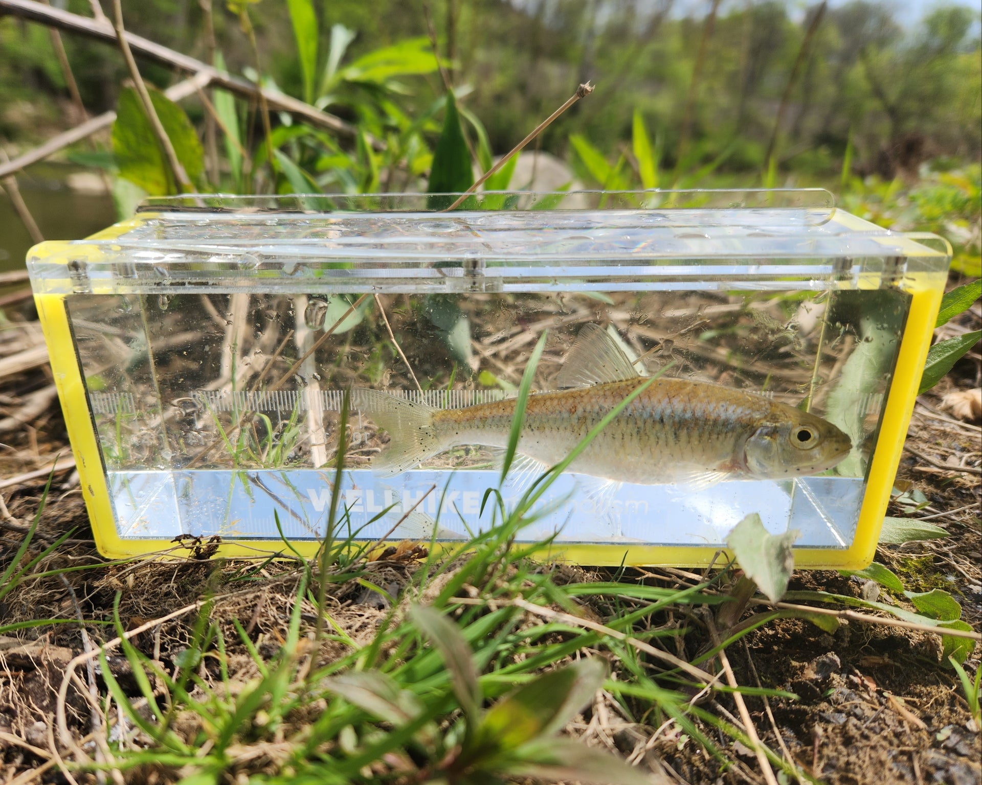 striped shiner in a micro fishing viewing box