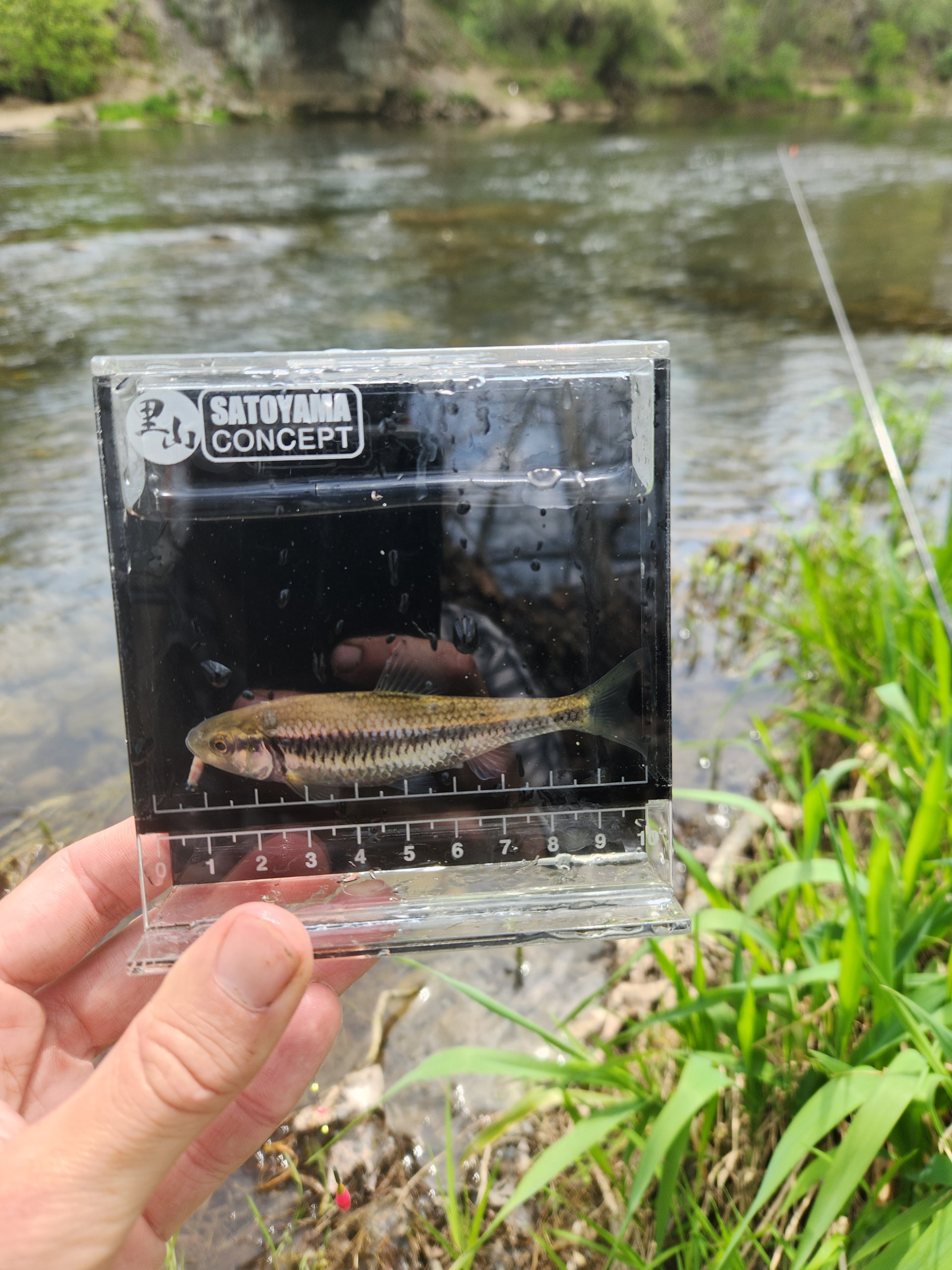 Small fish in a clear plastic box with a ruler held by a hand, outdoors.