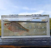Transparent Micro Fish Viewing Box