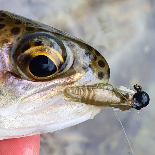Close-up of a fish with a fly in its mouth, held by a person's hand.