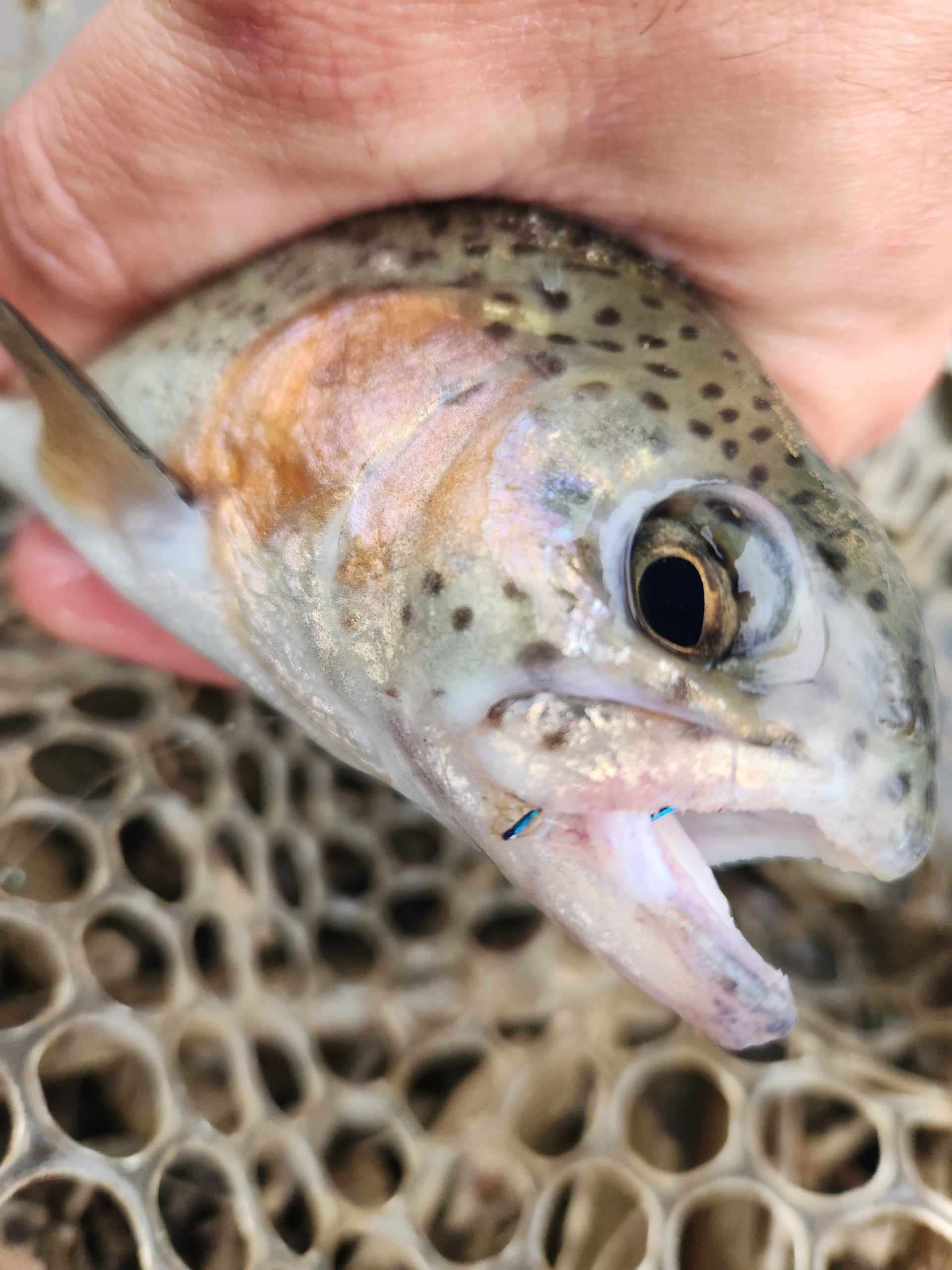 rainbow trout with blue hook in its mouth