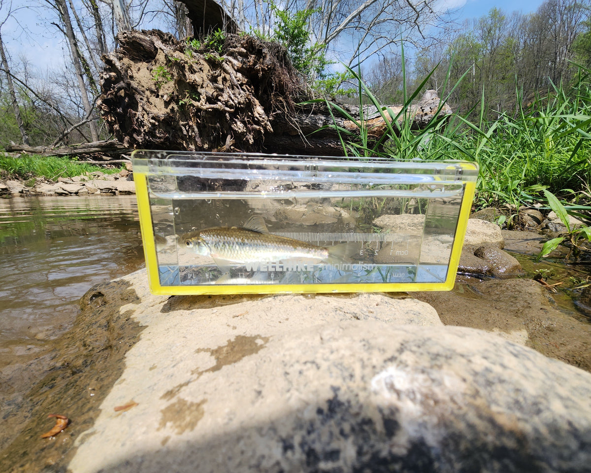 Clear container with water and fish on a rock by a stream