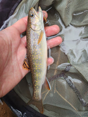 wild brook trout caught by spinner