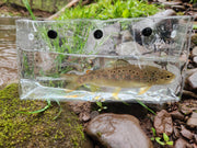 Small fish in a clear plastic container on a natural background