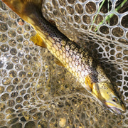 wild brown trout caught on single hook spinning lure