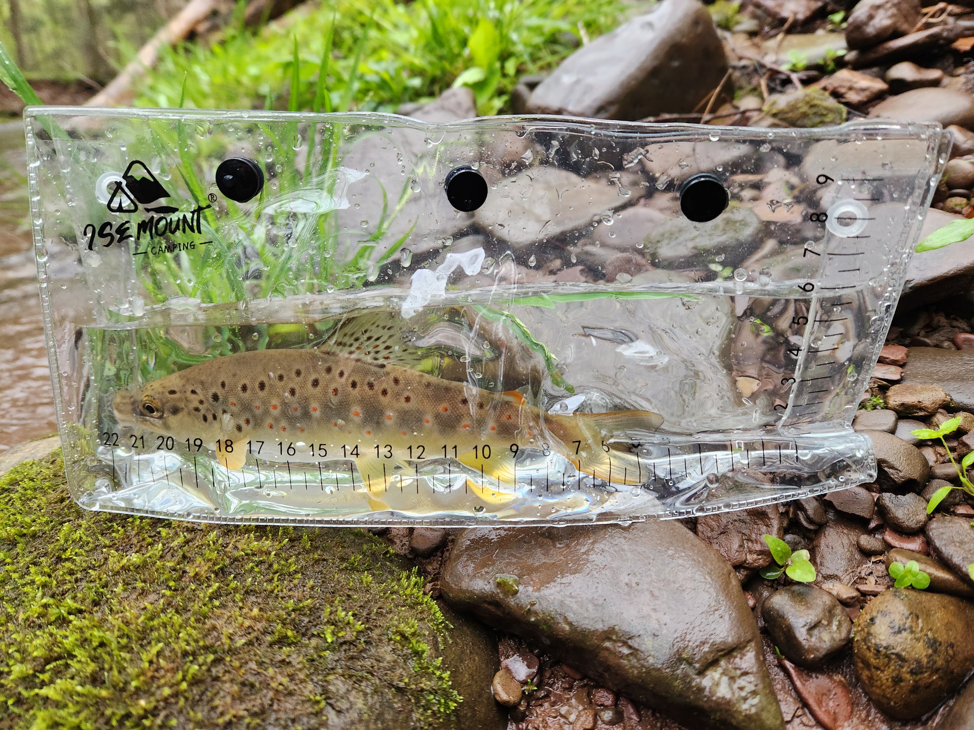 wild brown trout in portable photo container