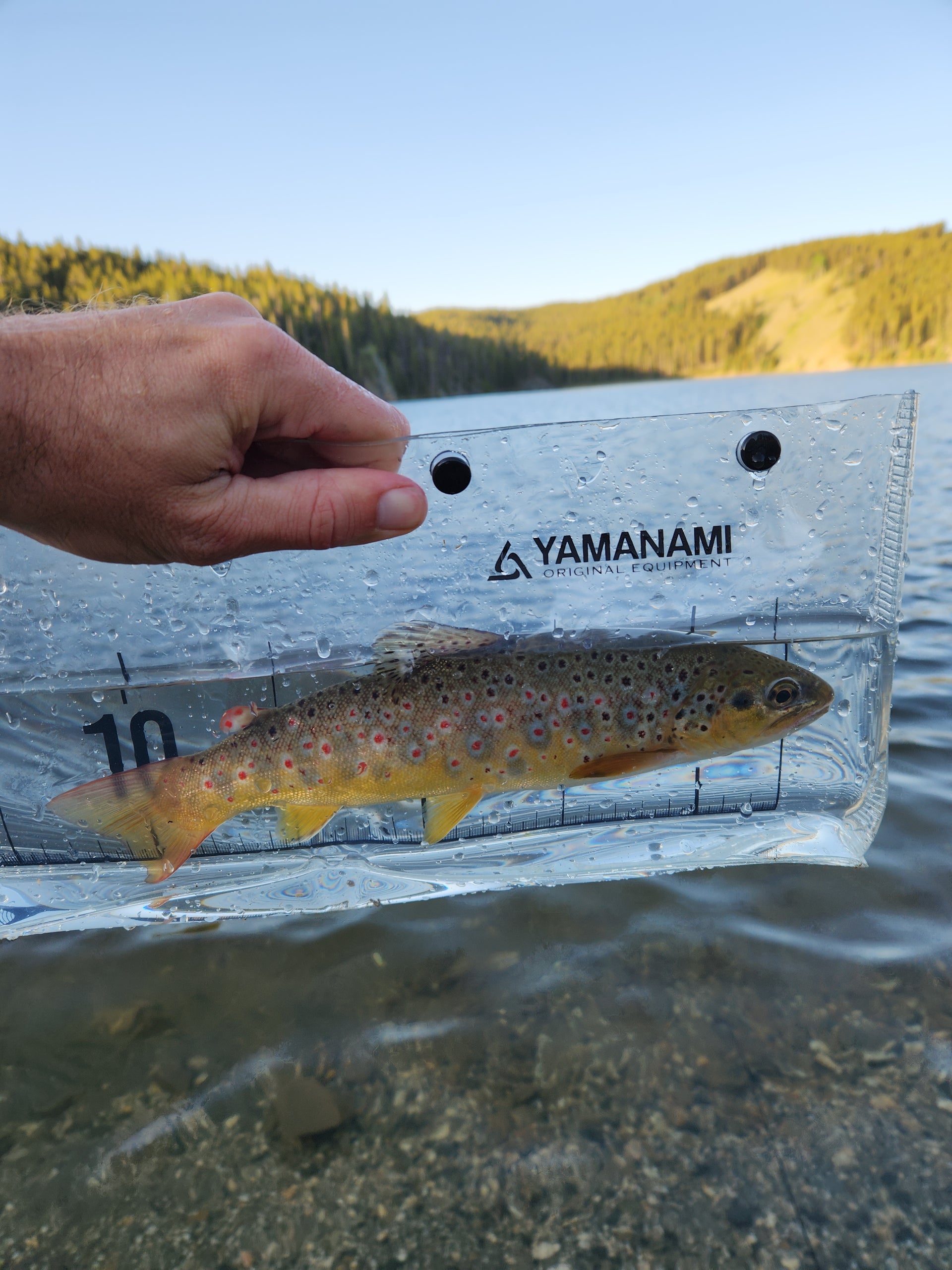 wild brown trout in viewing container