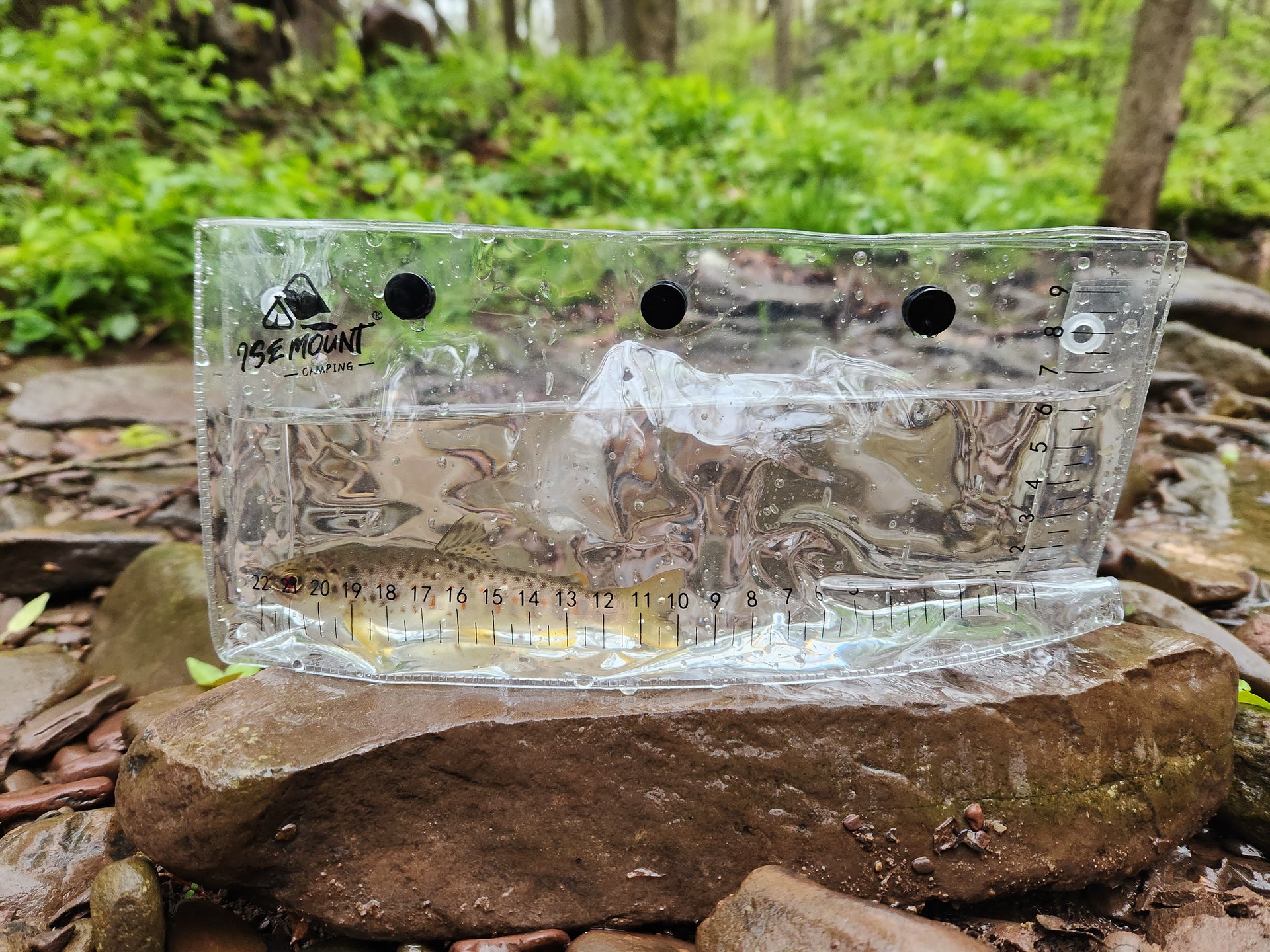 Clear ruler with measurements on a rock in a forest setting