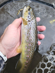 holding a wild brown trout caught on a spinning lure with a single hook