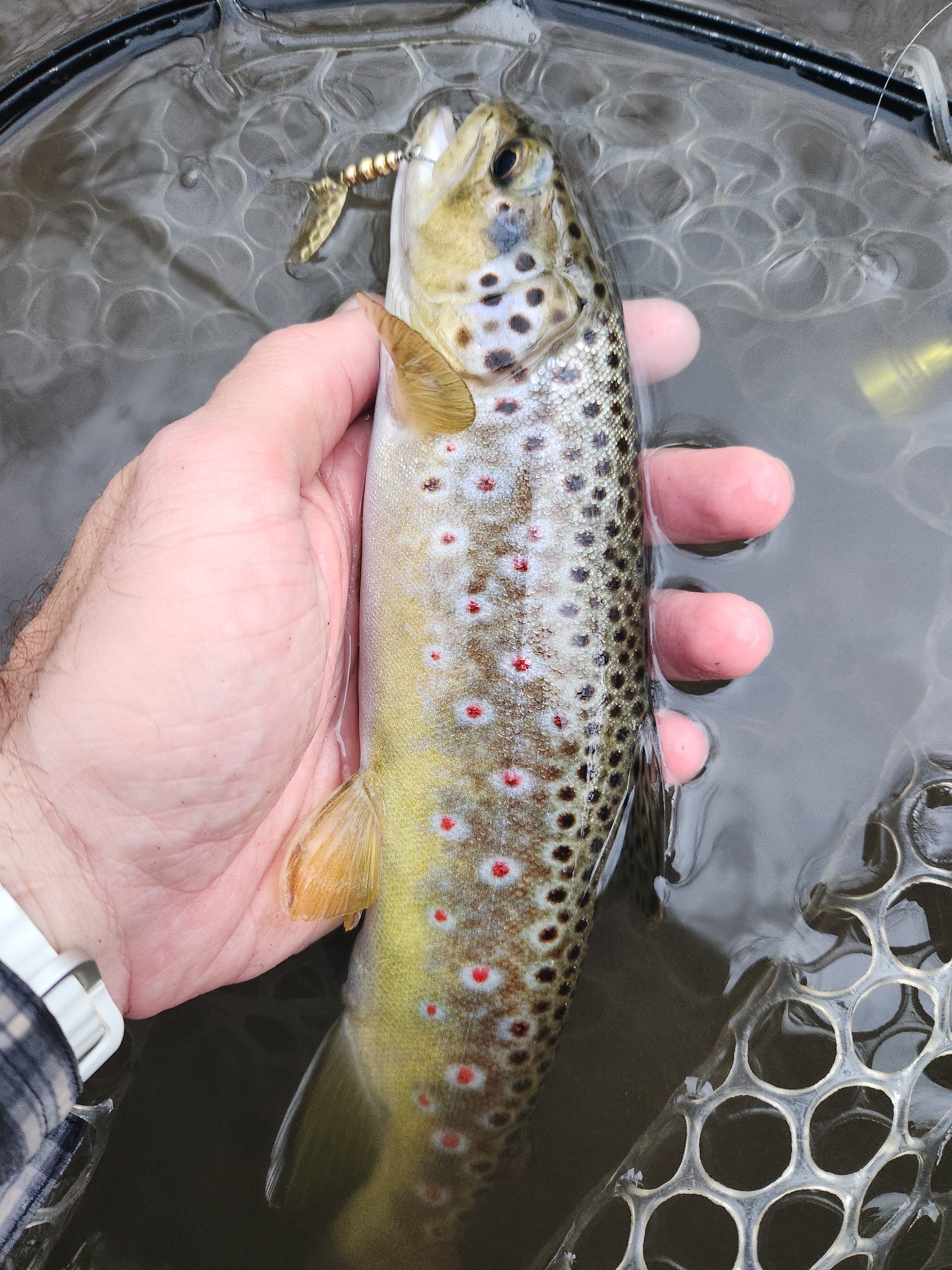 holding a wild brown trout caught on a spinning lure with a single hook