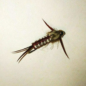 bead head brown woven stonefly