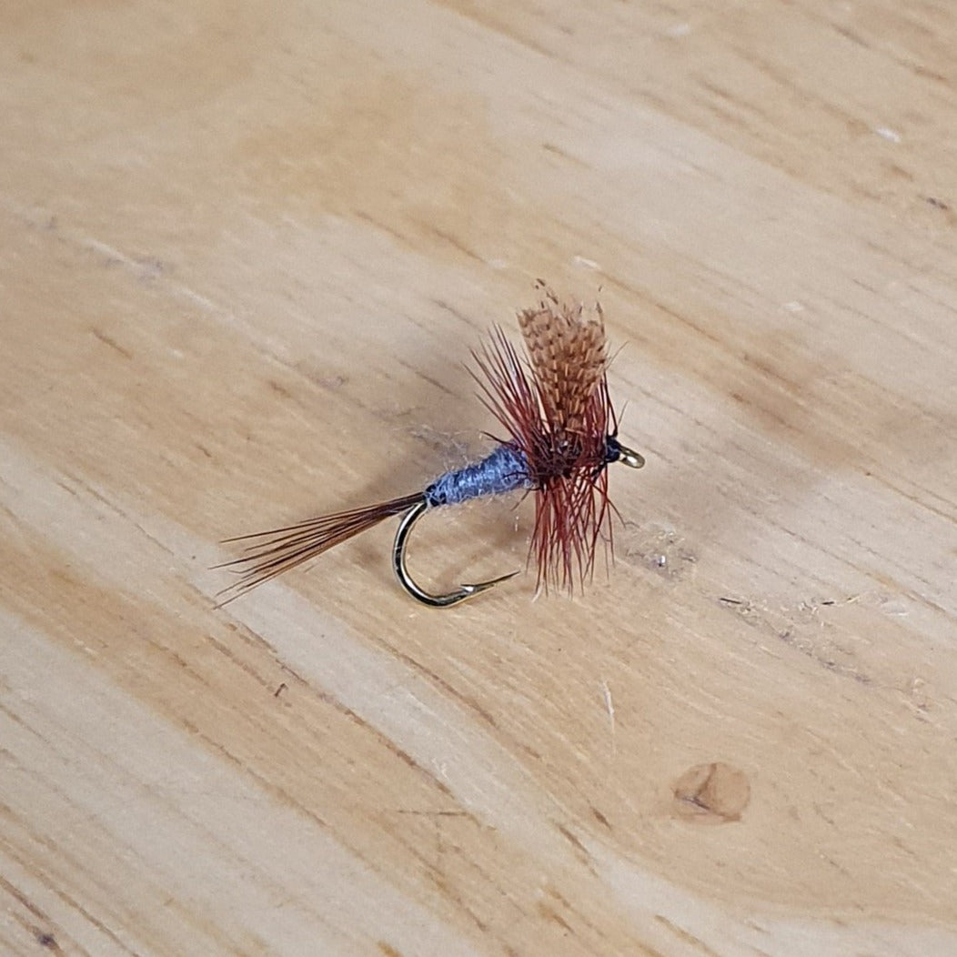 dark cahill fly on wooden background