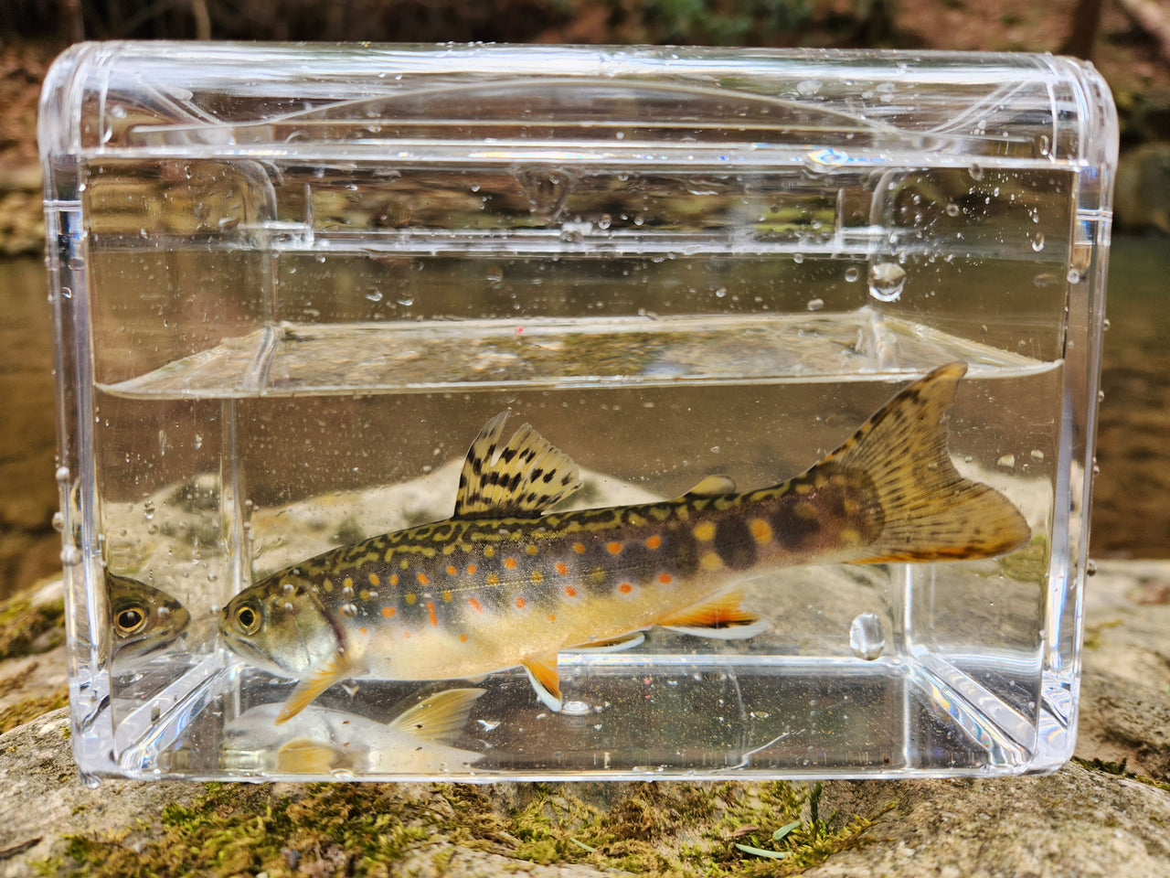 wild brook trout microfishing photo tank